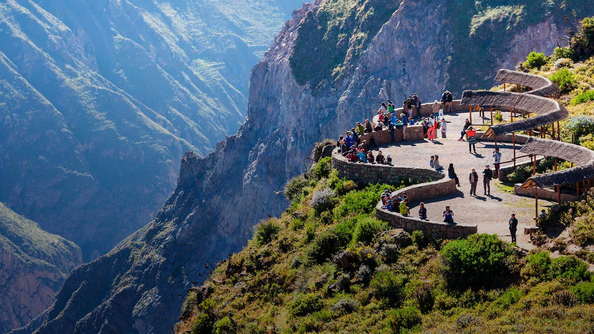 Colca Canyon Condor